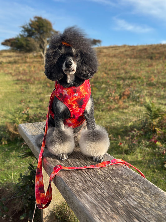 Ember Adjustable Lead