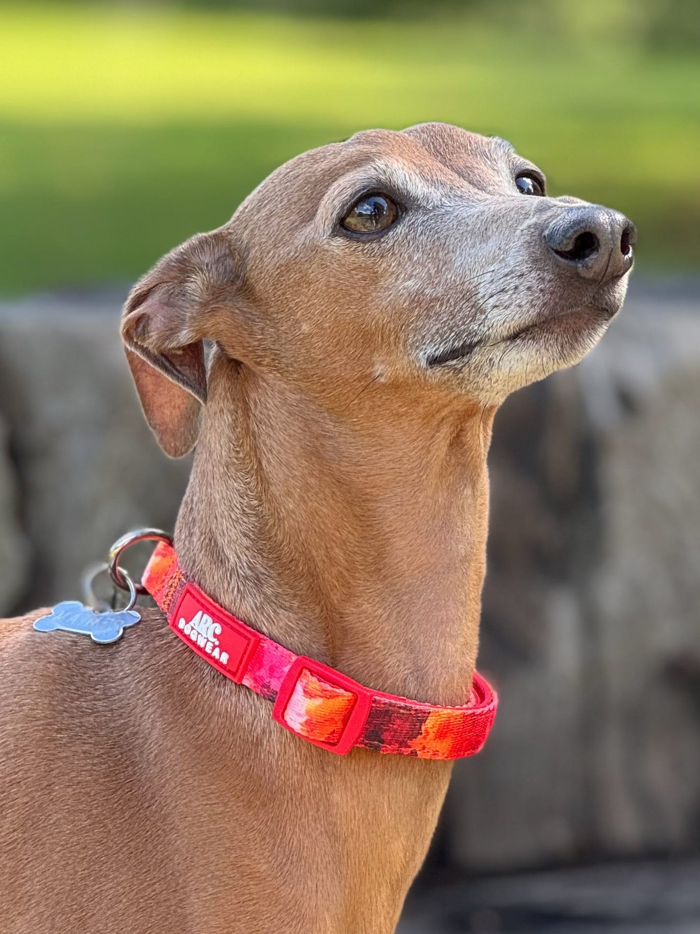 Ember Adjustable Collar