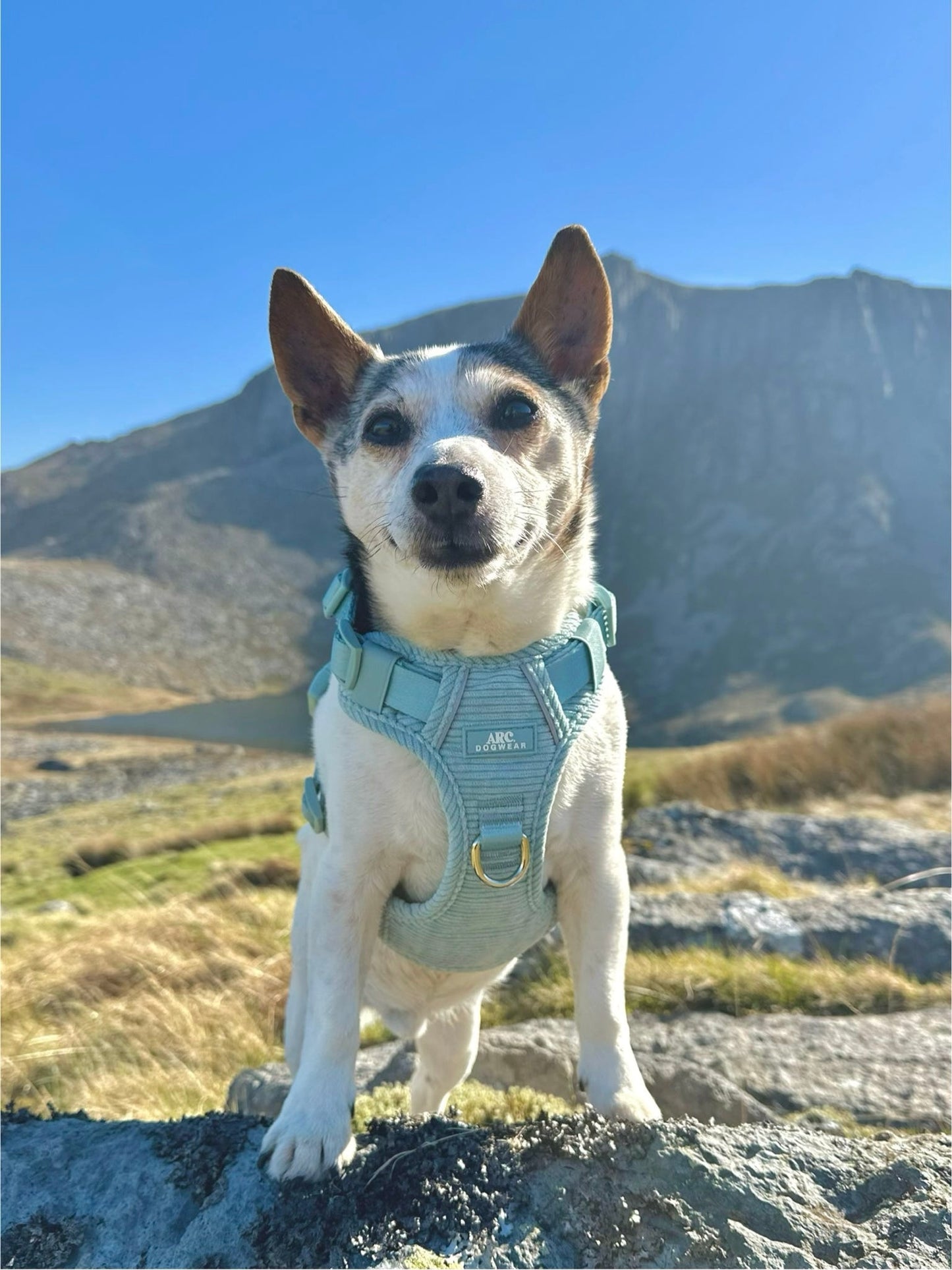 Celadon ARC. Adventurer Harness (Corduroy)