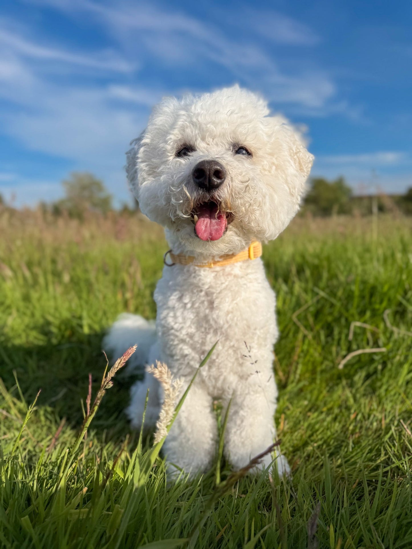 Sol Adjustable Collar (Corduroy)