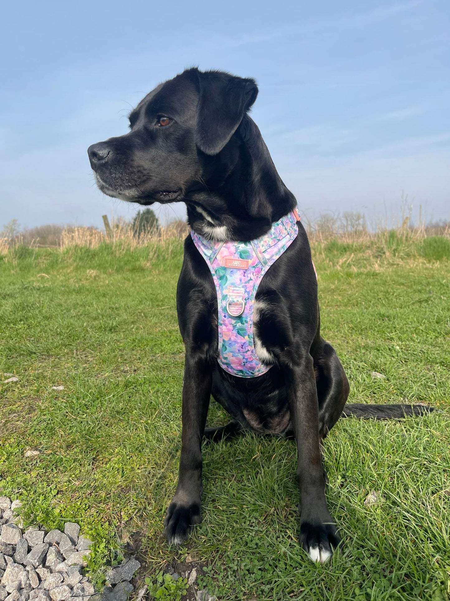 Mellie's Meadow ARC. Adventurer Harness