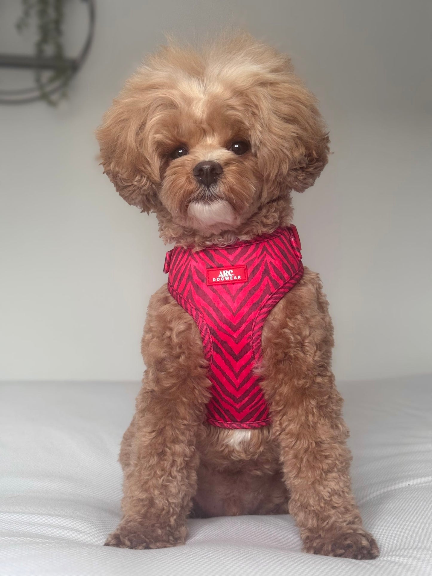 Wild at Heart Adjustable Harness