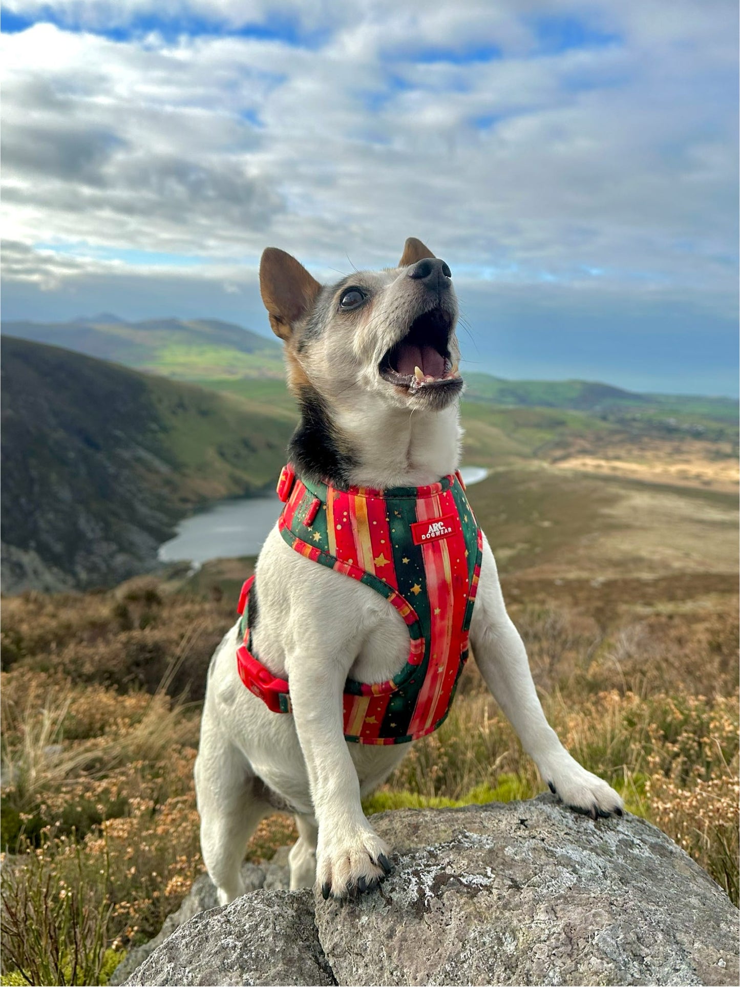 Starfall Adjustable Harness