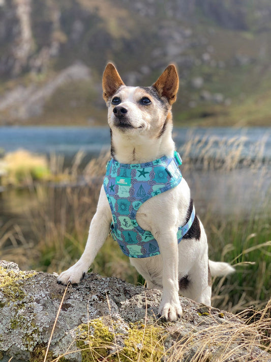 Sea-La-Vie Adjustable Harness