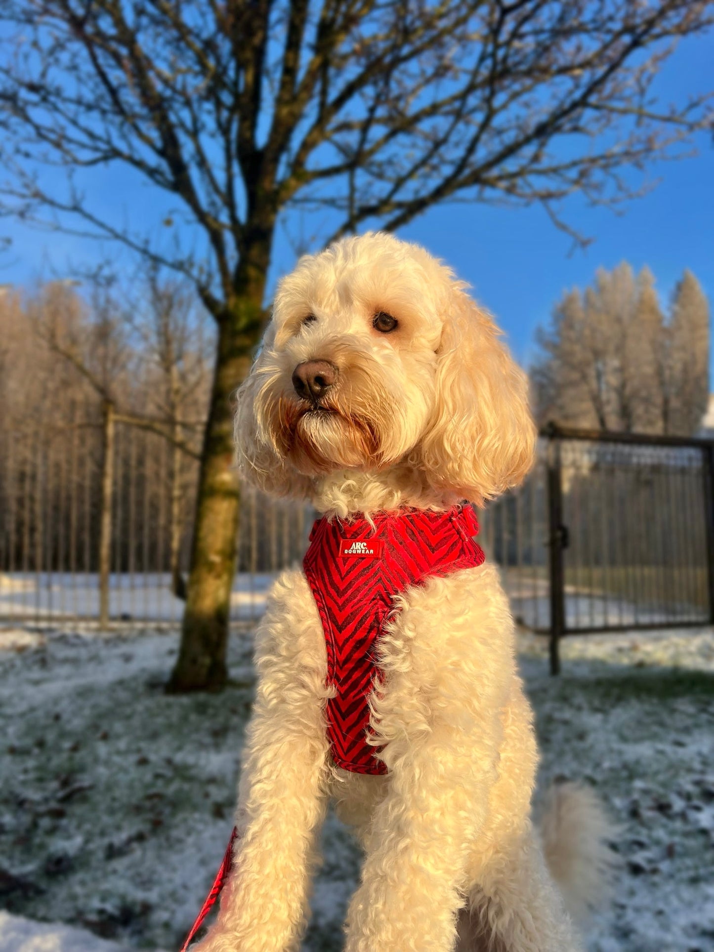 Wild at Heart Adjustable Harness