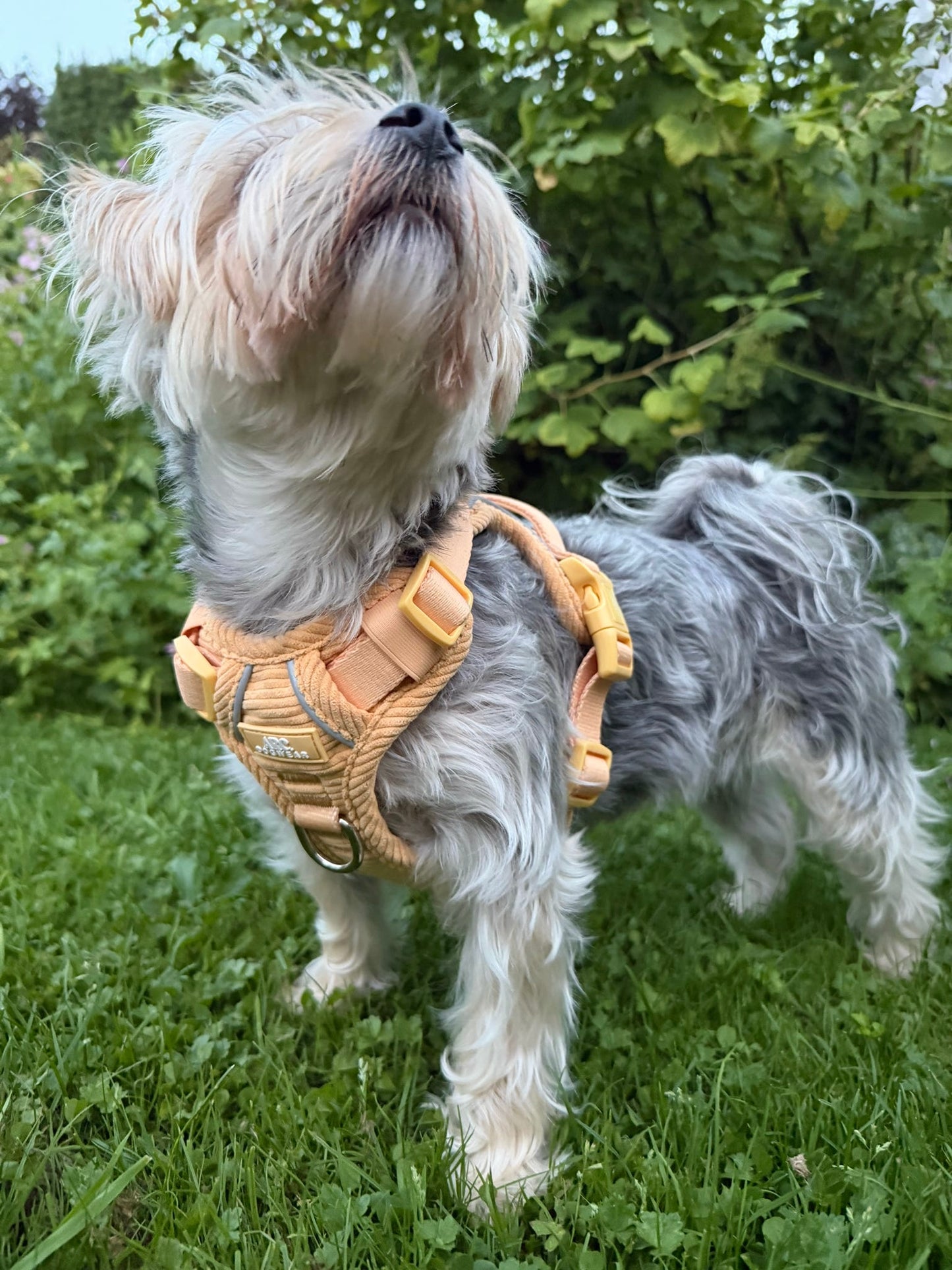 Sol ARC. Adventurer Harness (Corduroy)