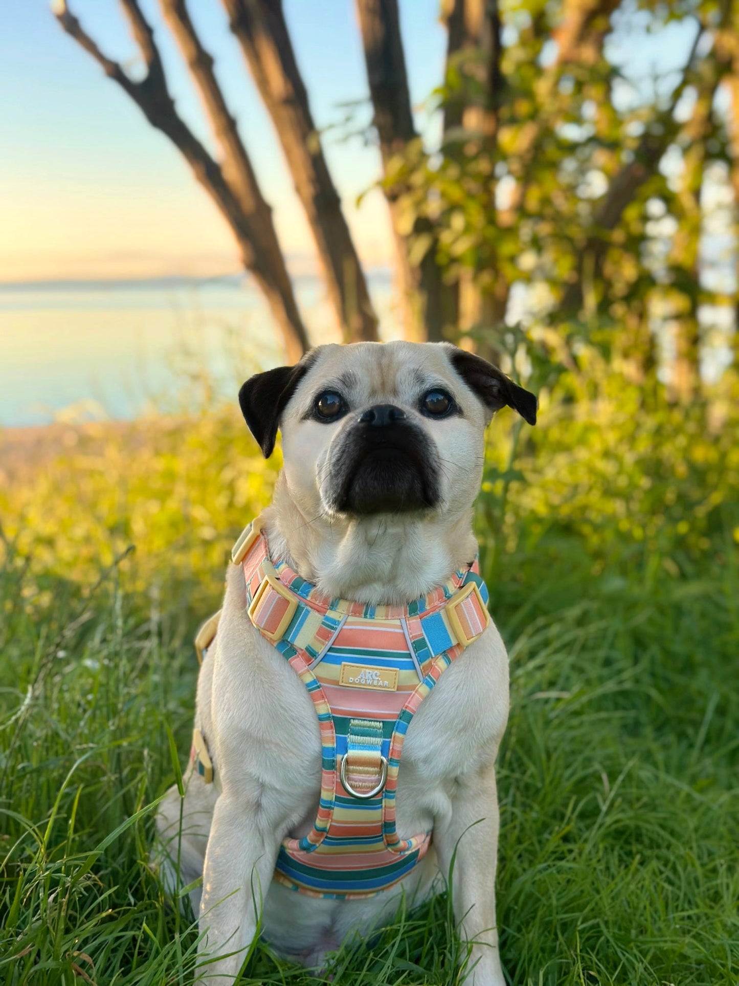 Sete ARC. Adventurer Harness