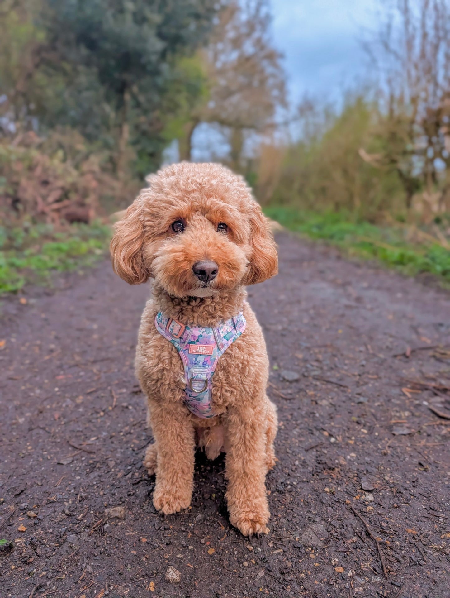Mellie's Meadow ARC. Adventurer Harness