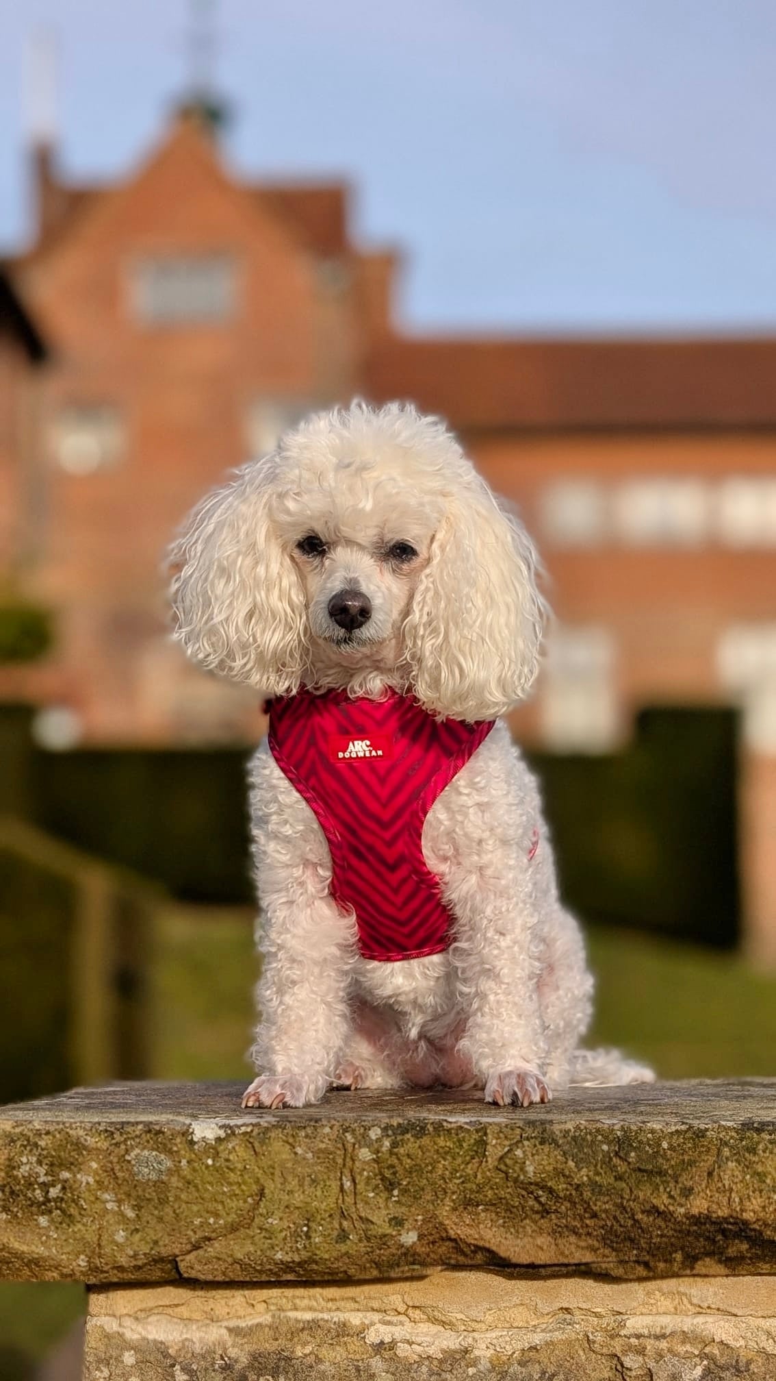 Wild at Heart Adjustable Harness