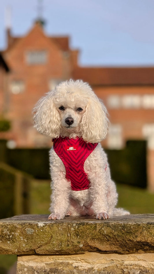 Wild at Heart Adjustable Harness