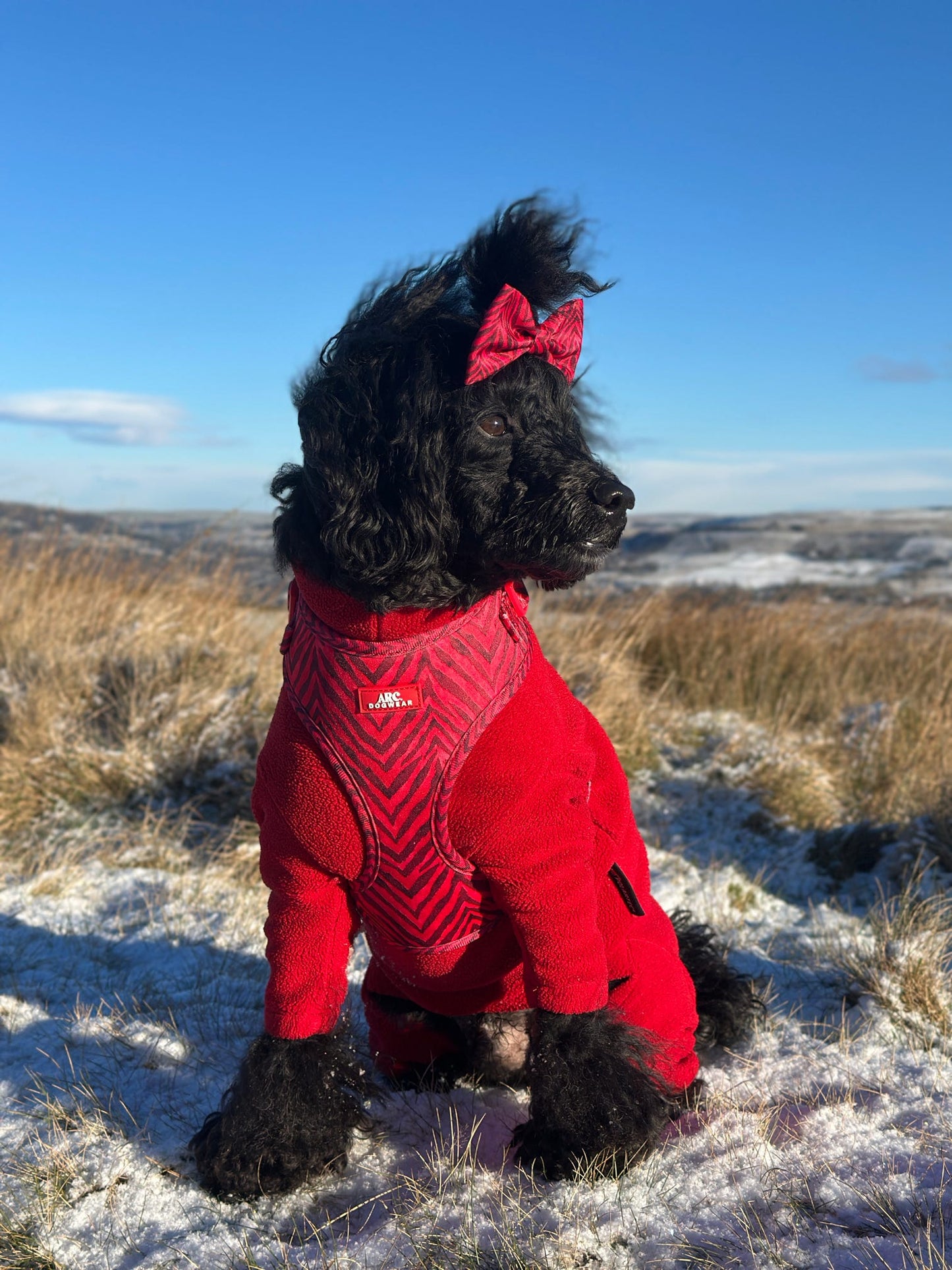 Wild at Heart Adjustable Harness