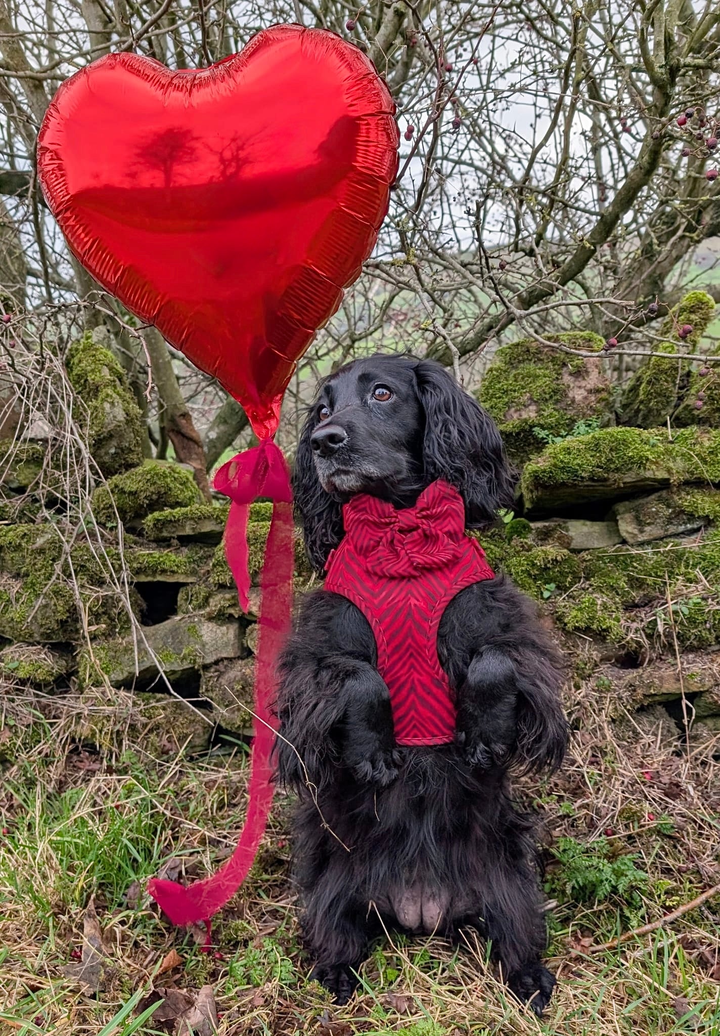 Wild at Heart Adjustable Harness