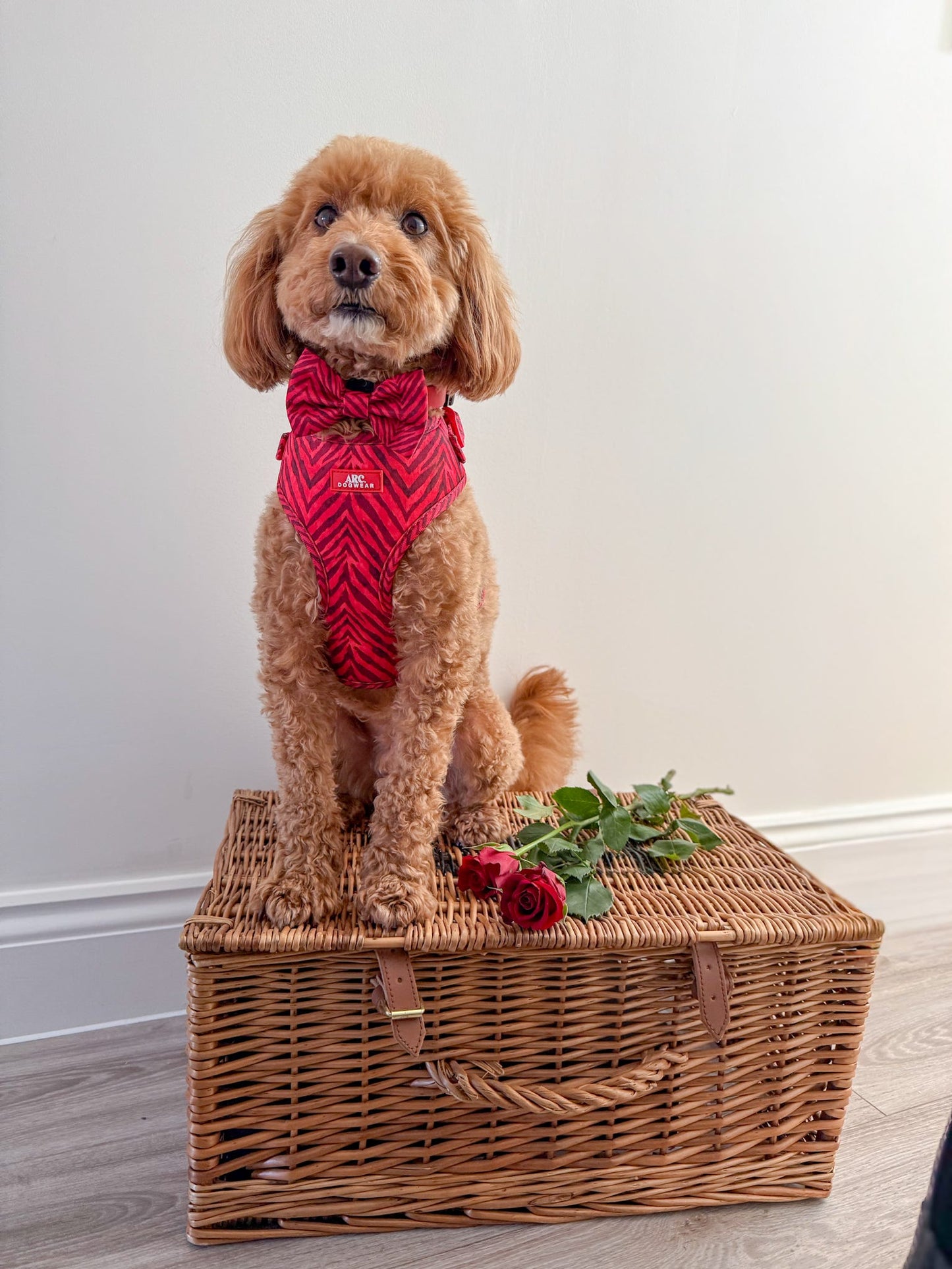 Wild at Heart Adjustable Harness