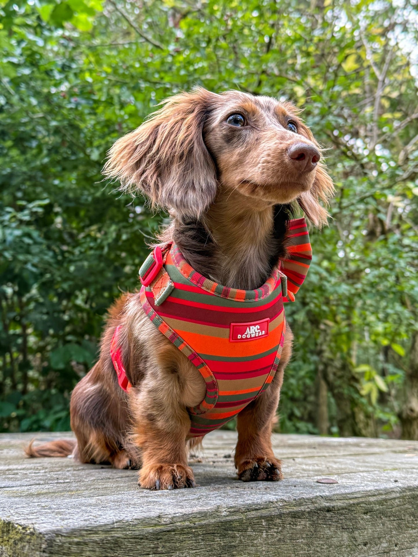 Horizon Adjustable Harness