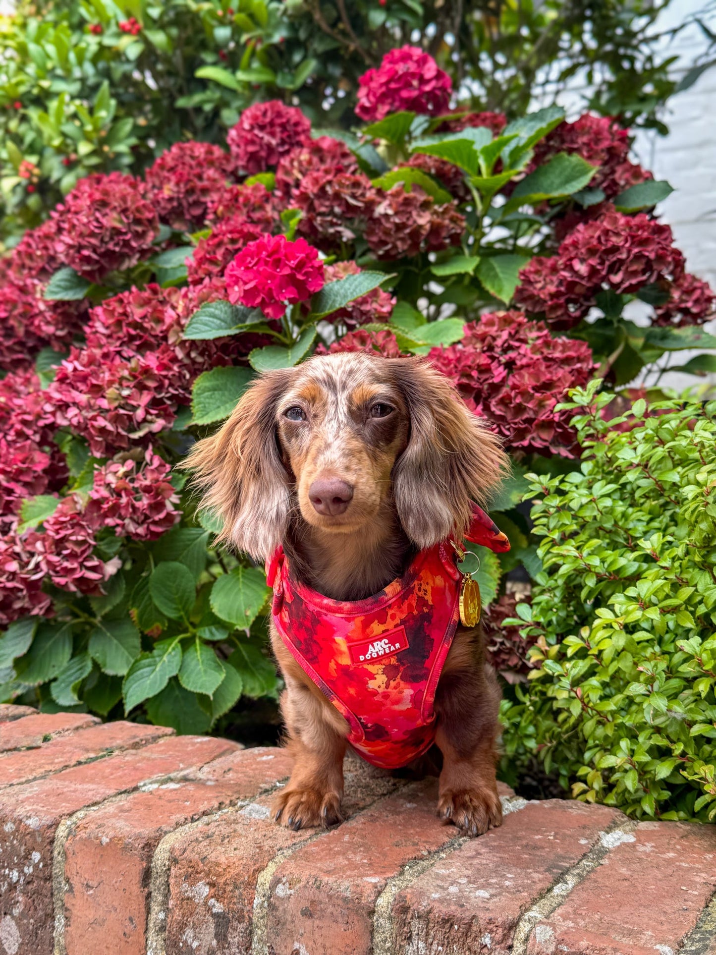 Ember Adjustable Harness