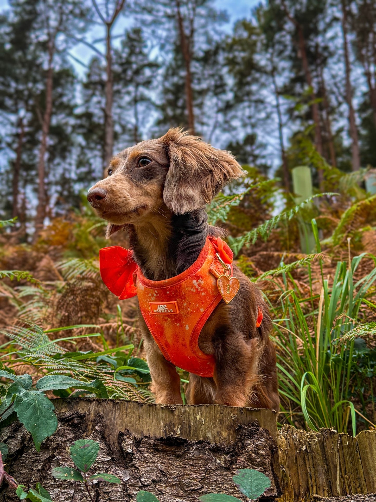 Solstice Adjustable Harness