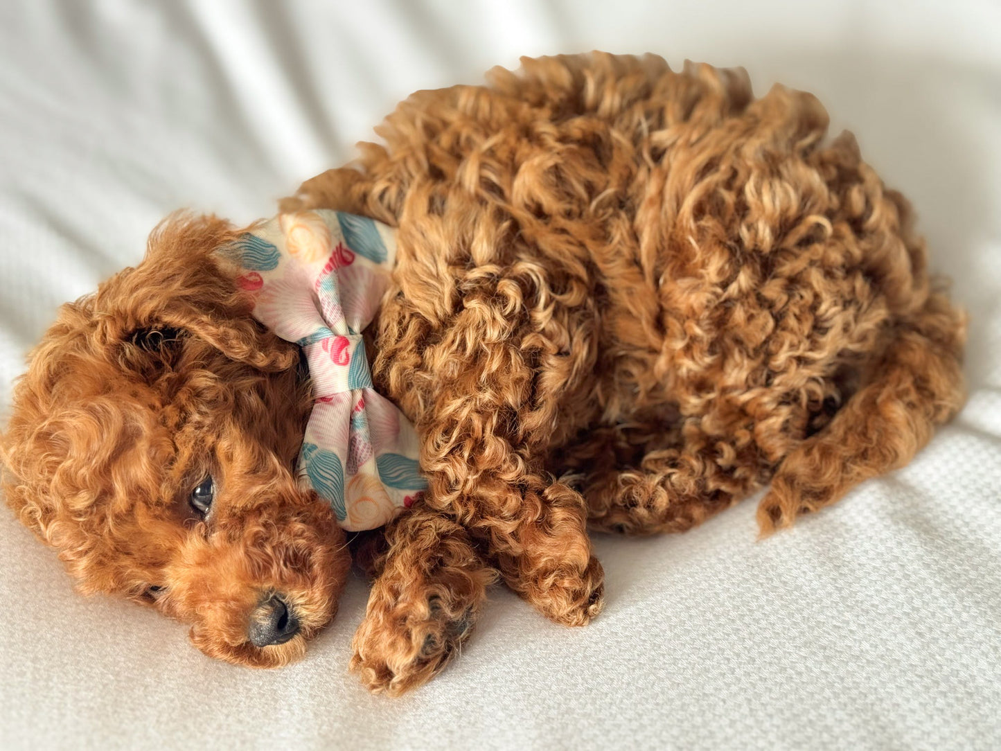 Say-Shells Bow Tie
