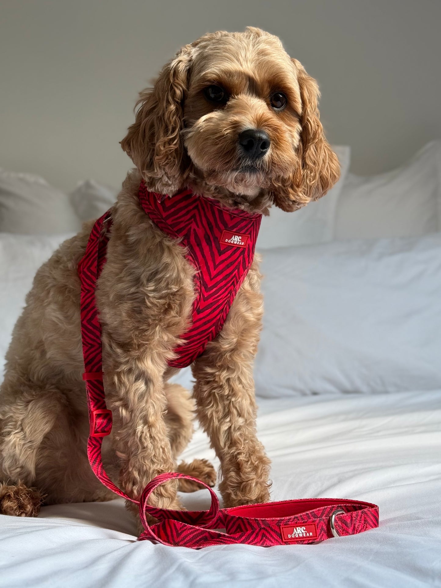 Wild at Heart Adjustable Lead