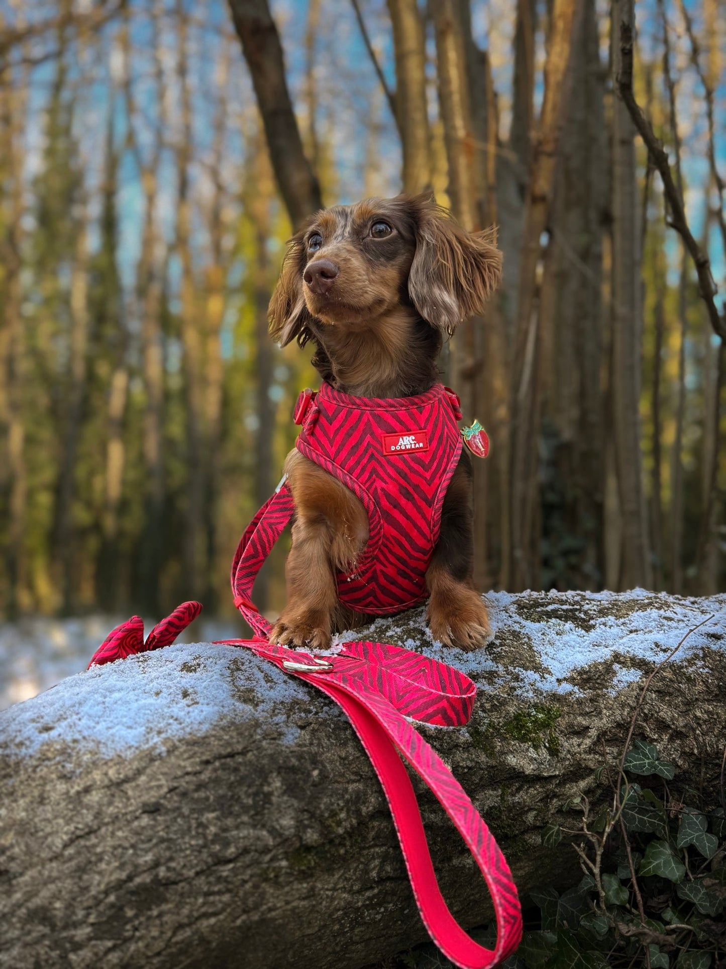 Wild at Heart Adjustable Lead