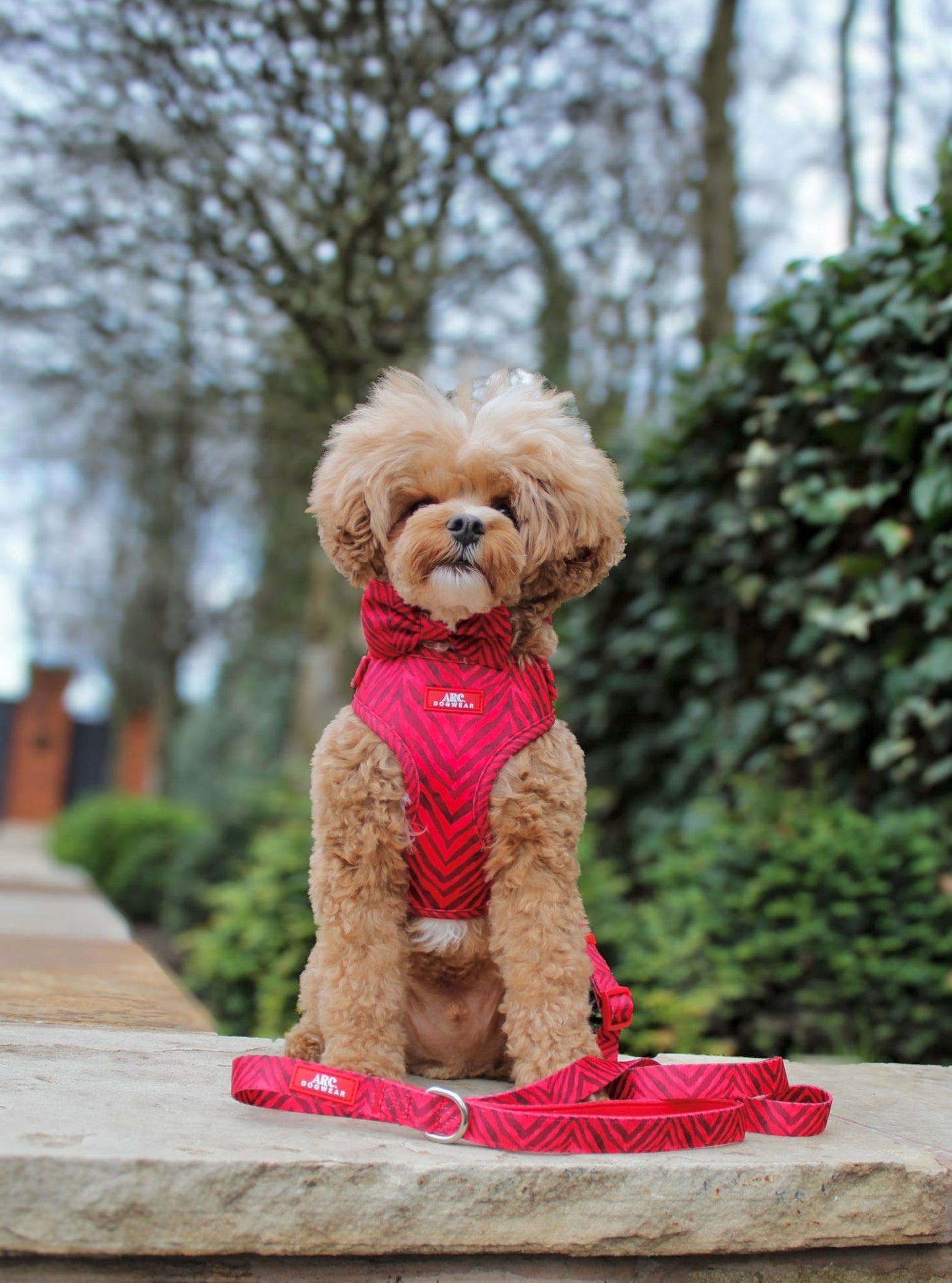 Wild at Heart Adjustable Lead