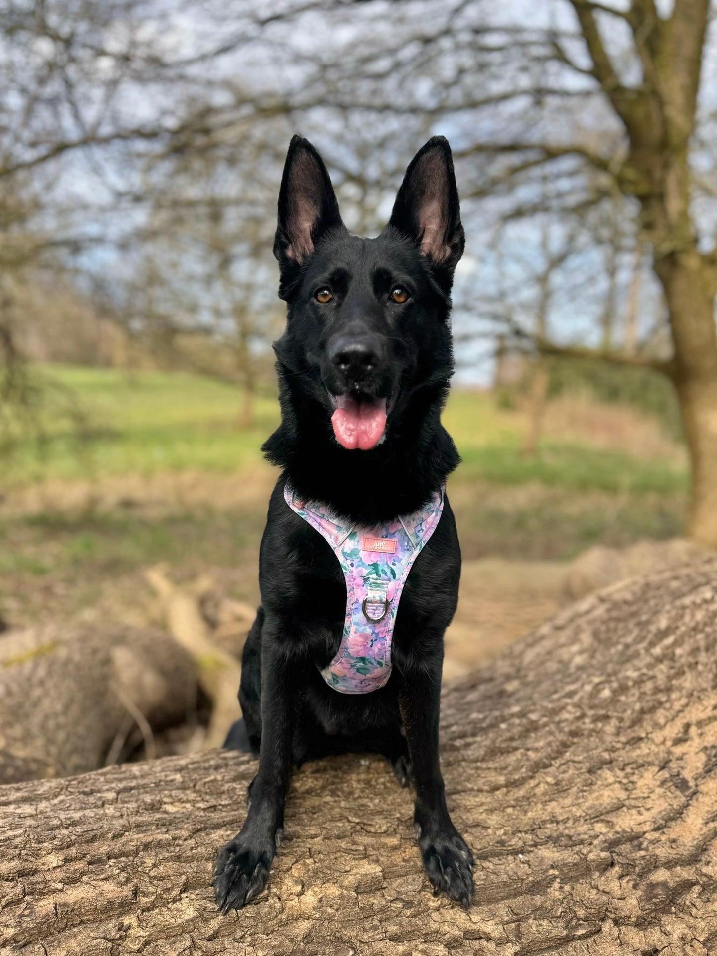 Mellie's Meadow ARC. Adventurer Harness