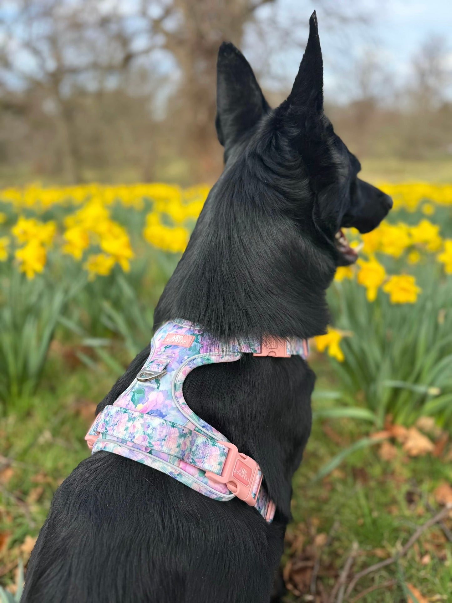 Mellie's Meadow ARC. Adventurer Harness