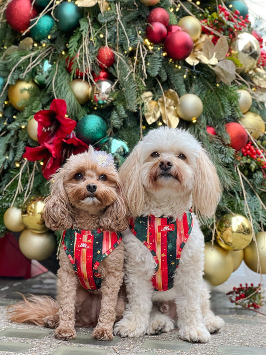 Starfall Adjustable Harness