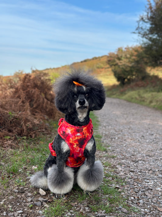 Ember Adjustable Harness