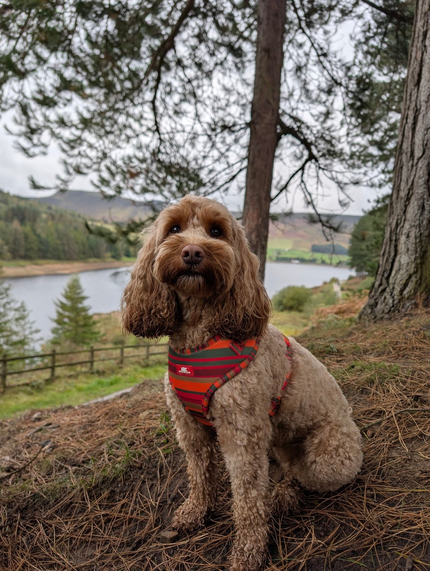 Horizon Adjustable Harness