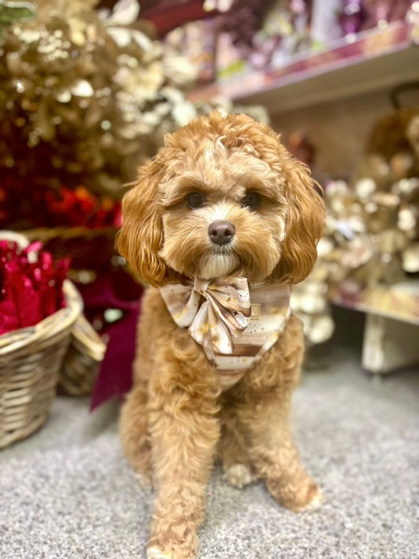 Starlight Adjustable Harness