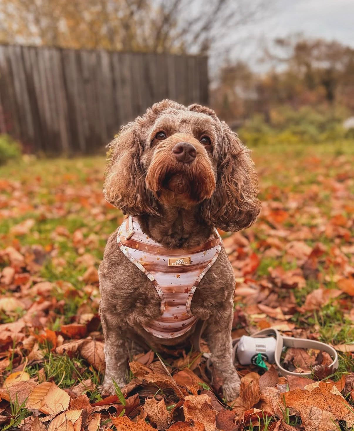 Starlight Adjustable Harness