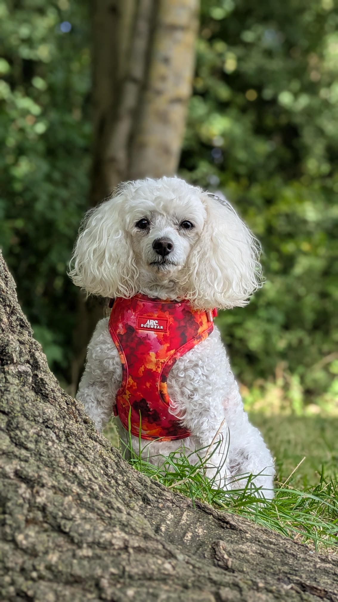 Ember Adjustable Harness