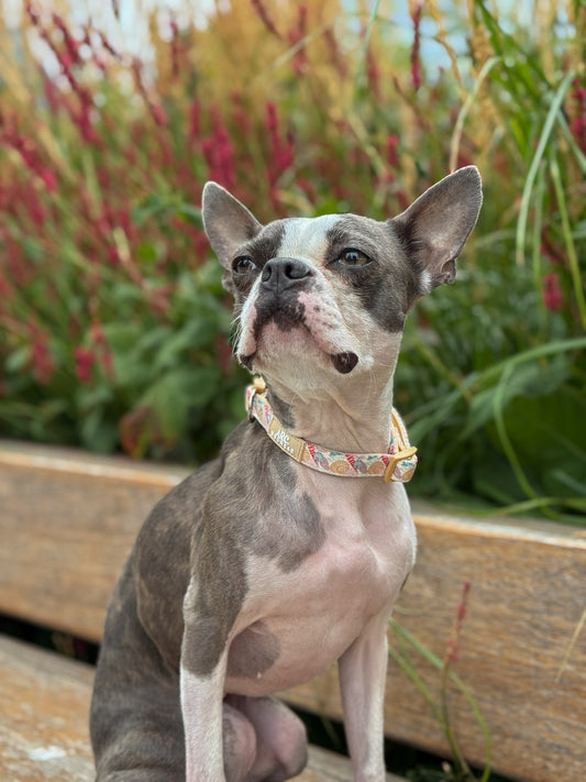 Say-Shells Adjustable Collar