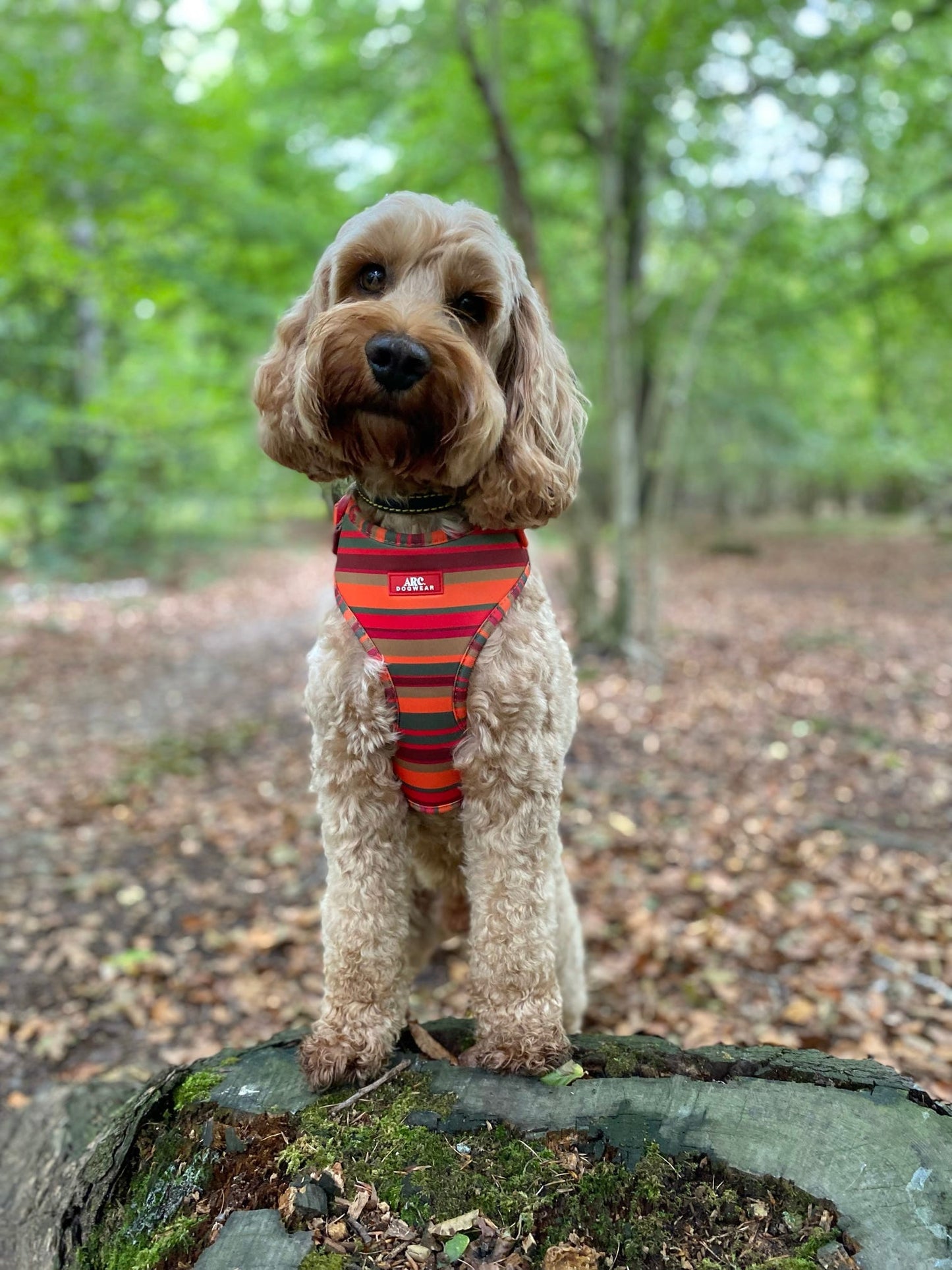 Horizon Adjustable Harness