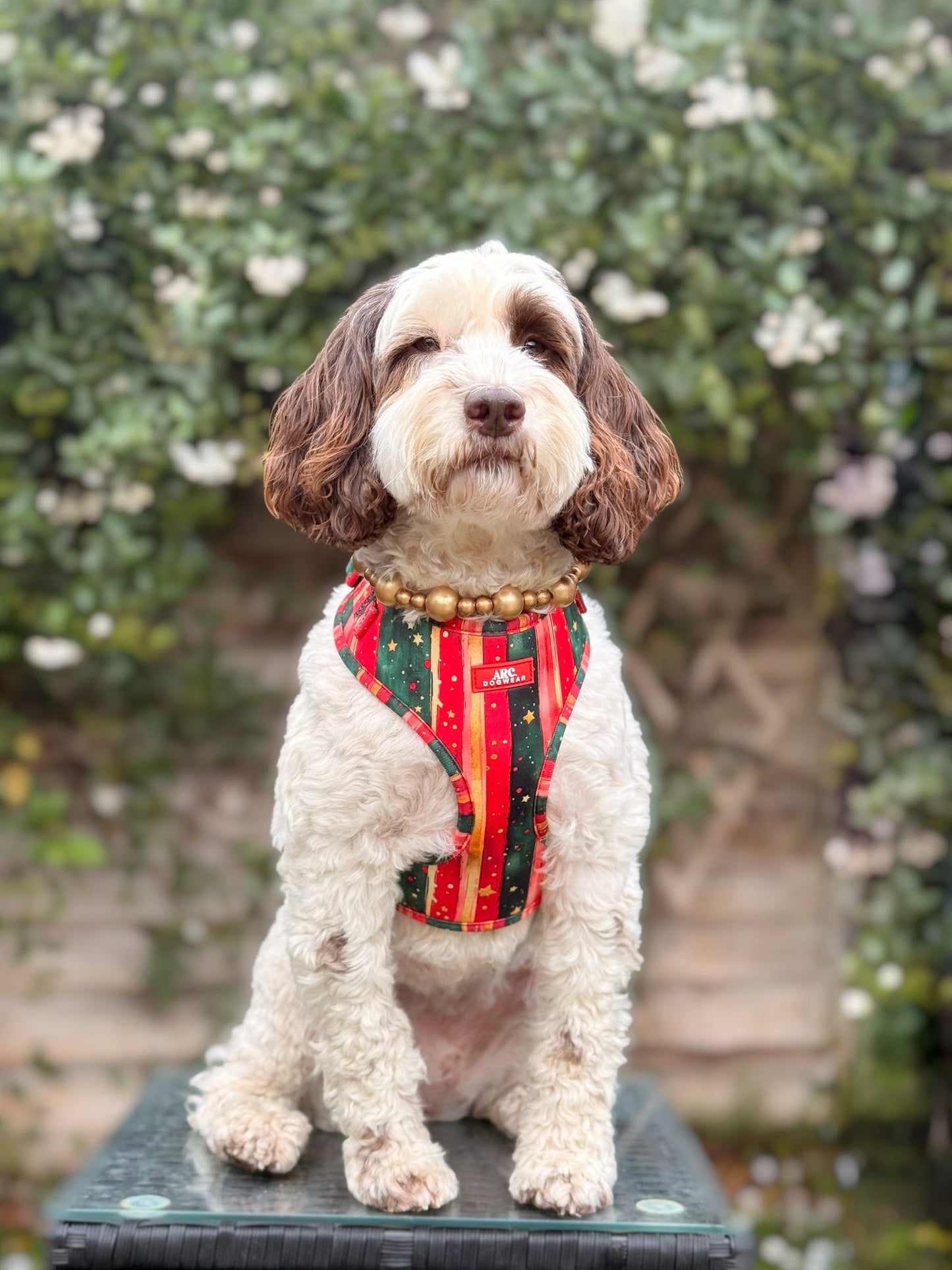 Starfall Adjustable Harness