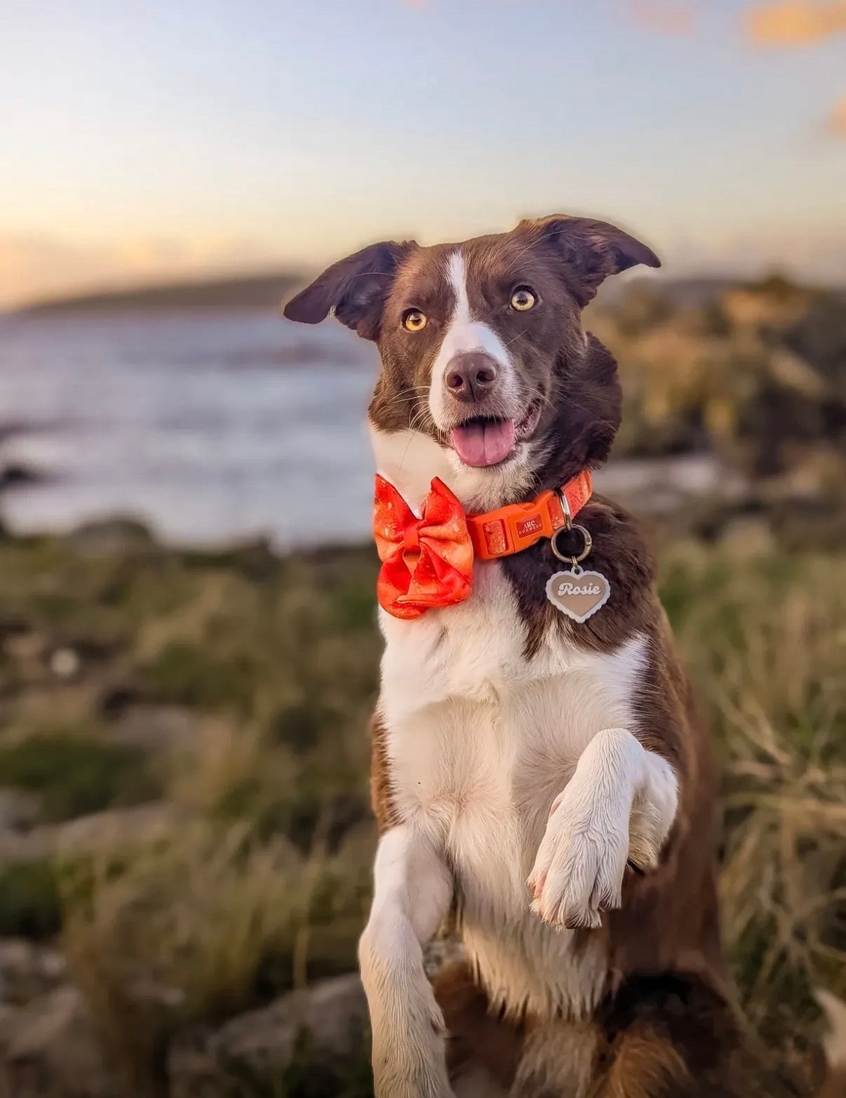 Solstice Adjustable Collar