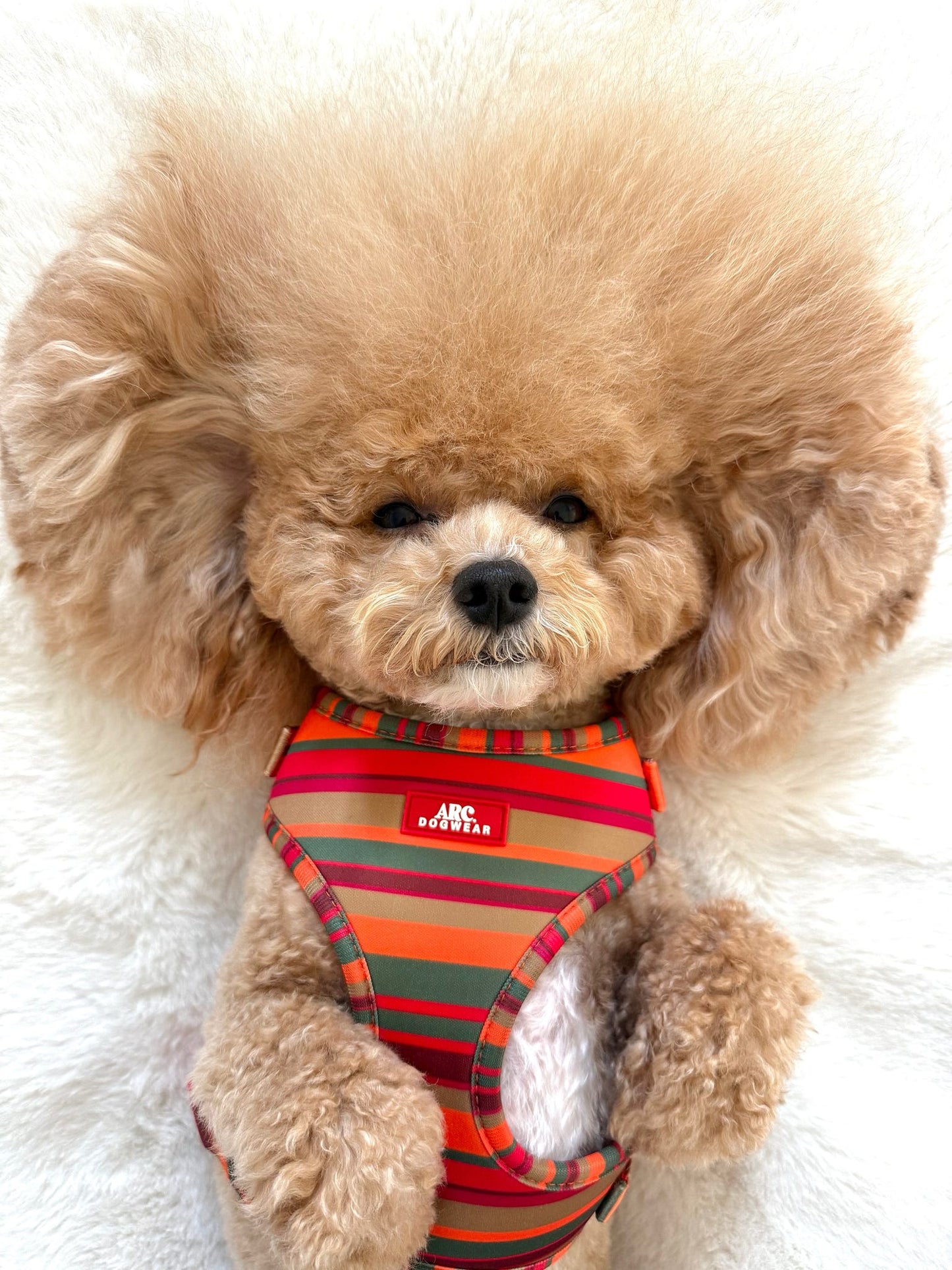 Horizon Adjustable Harness