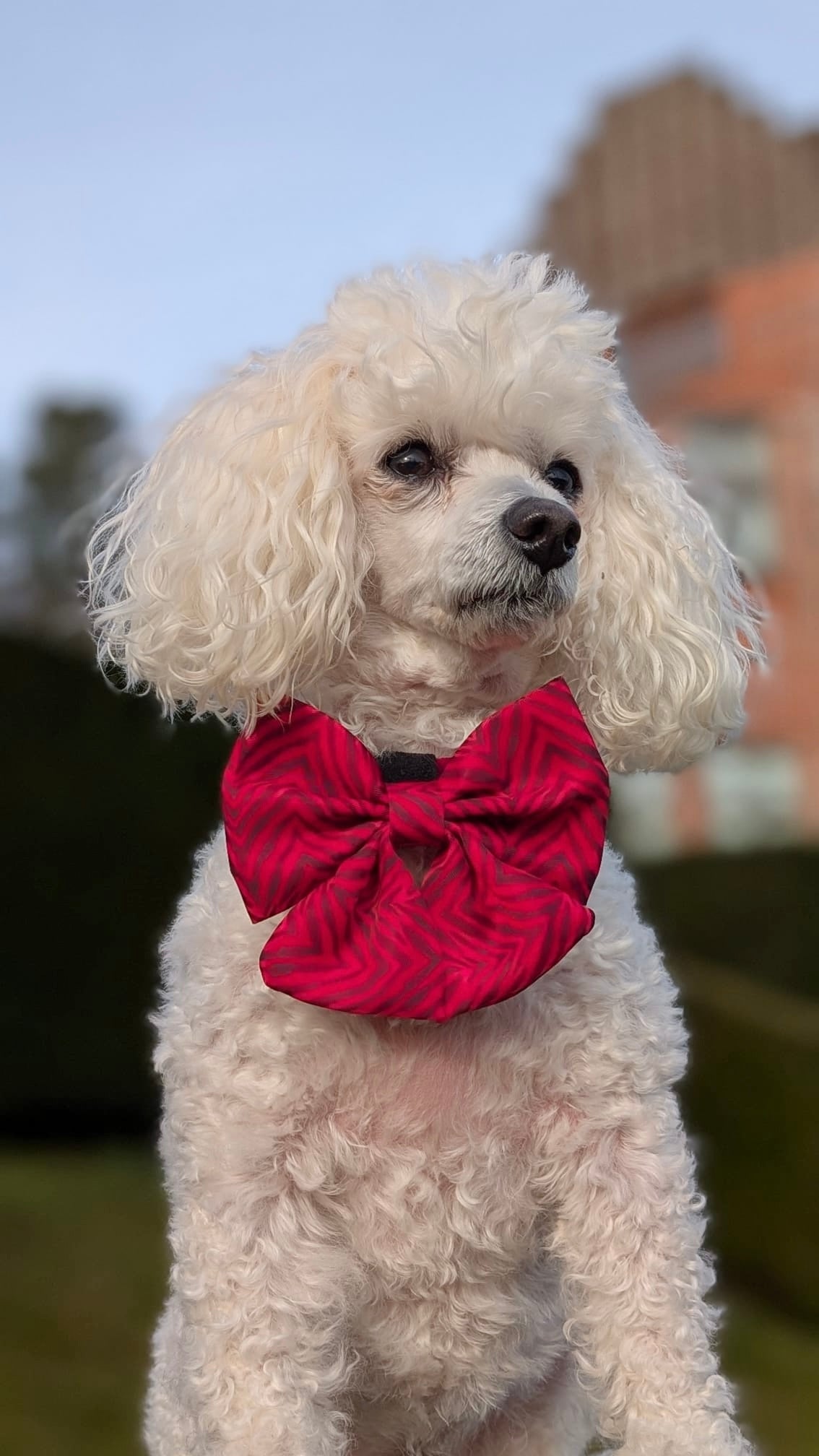 Wild at Heart Sailor Bow