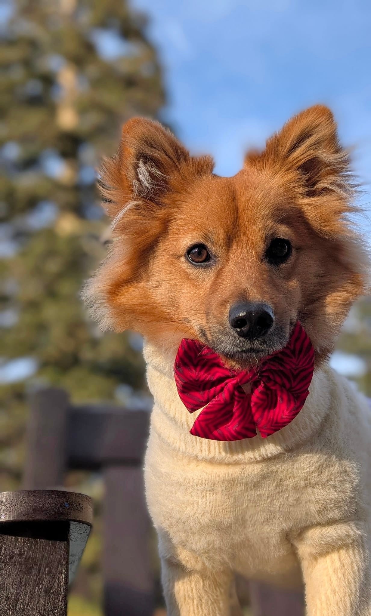 Wild at Heart Sailor Bow