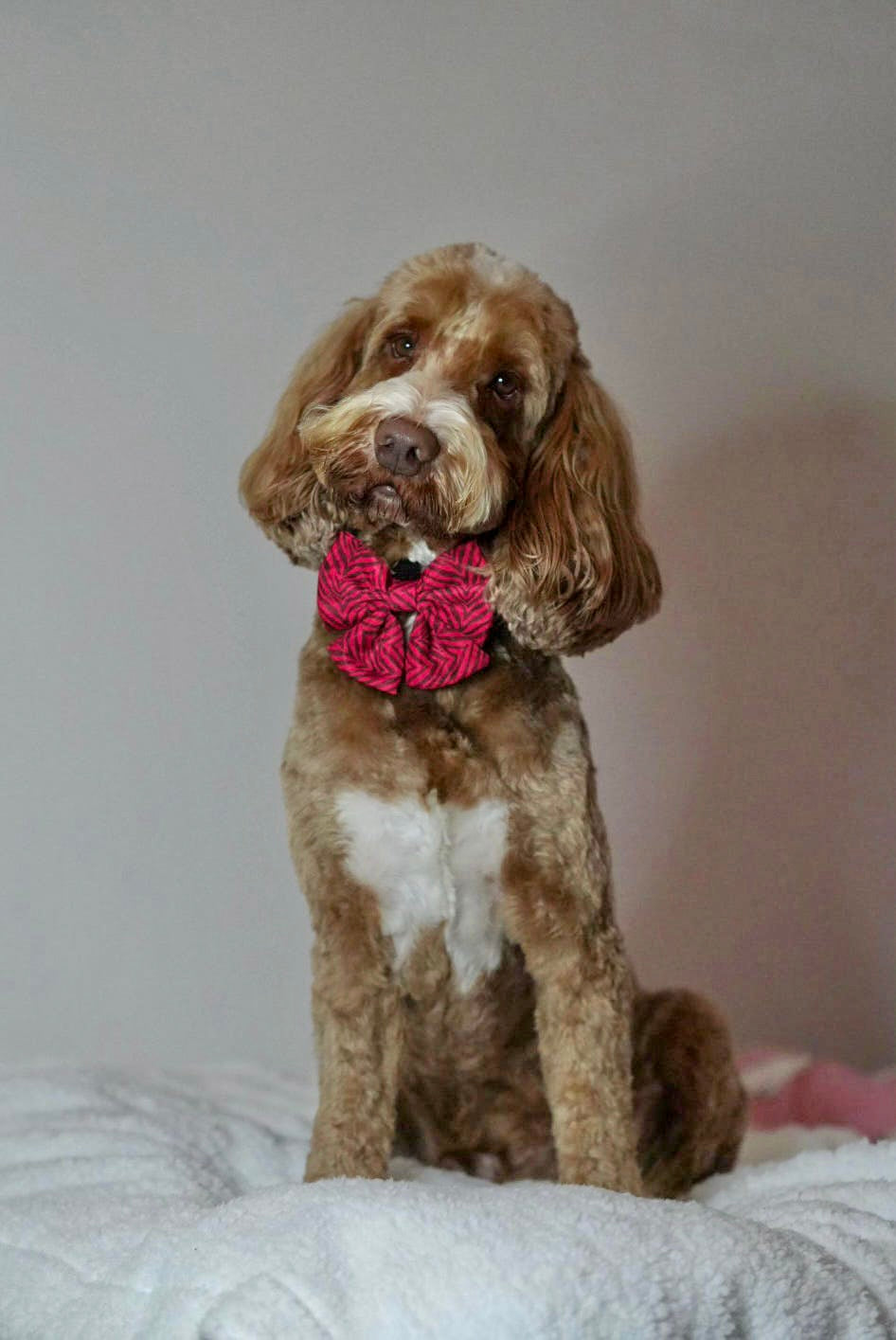 Wild at Heart Sailor Bow