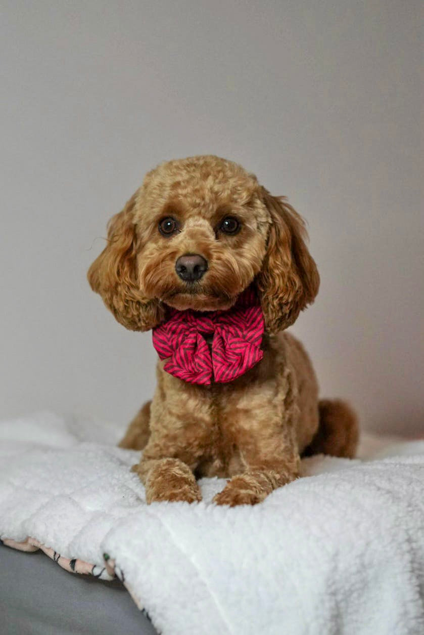 Wild at Heart Sailor Bow