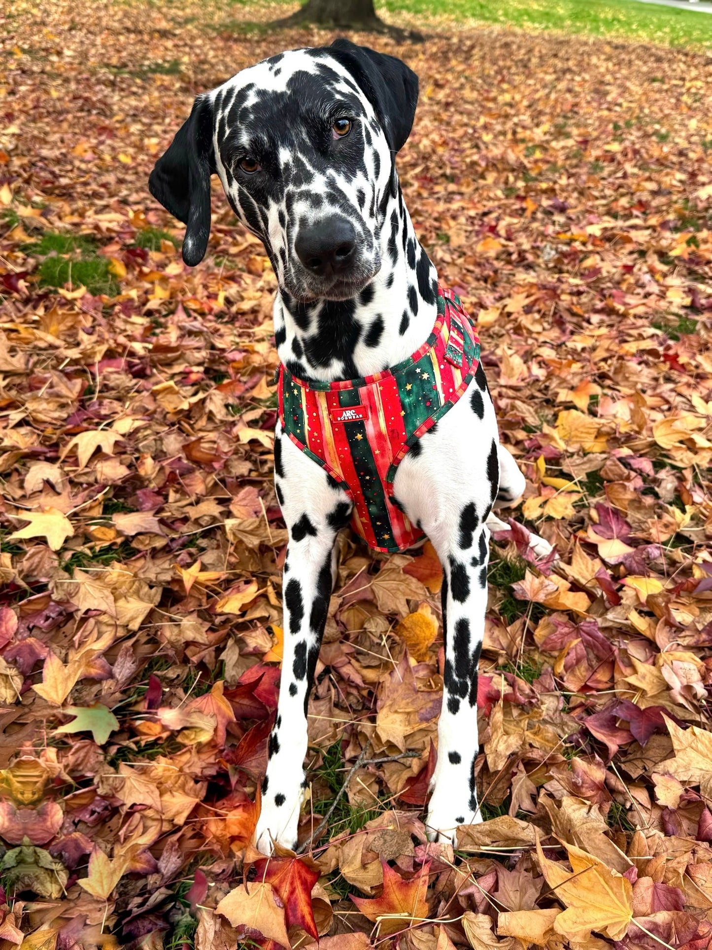 Starfall Adjustable Harness