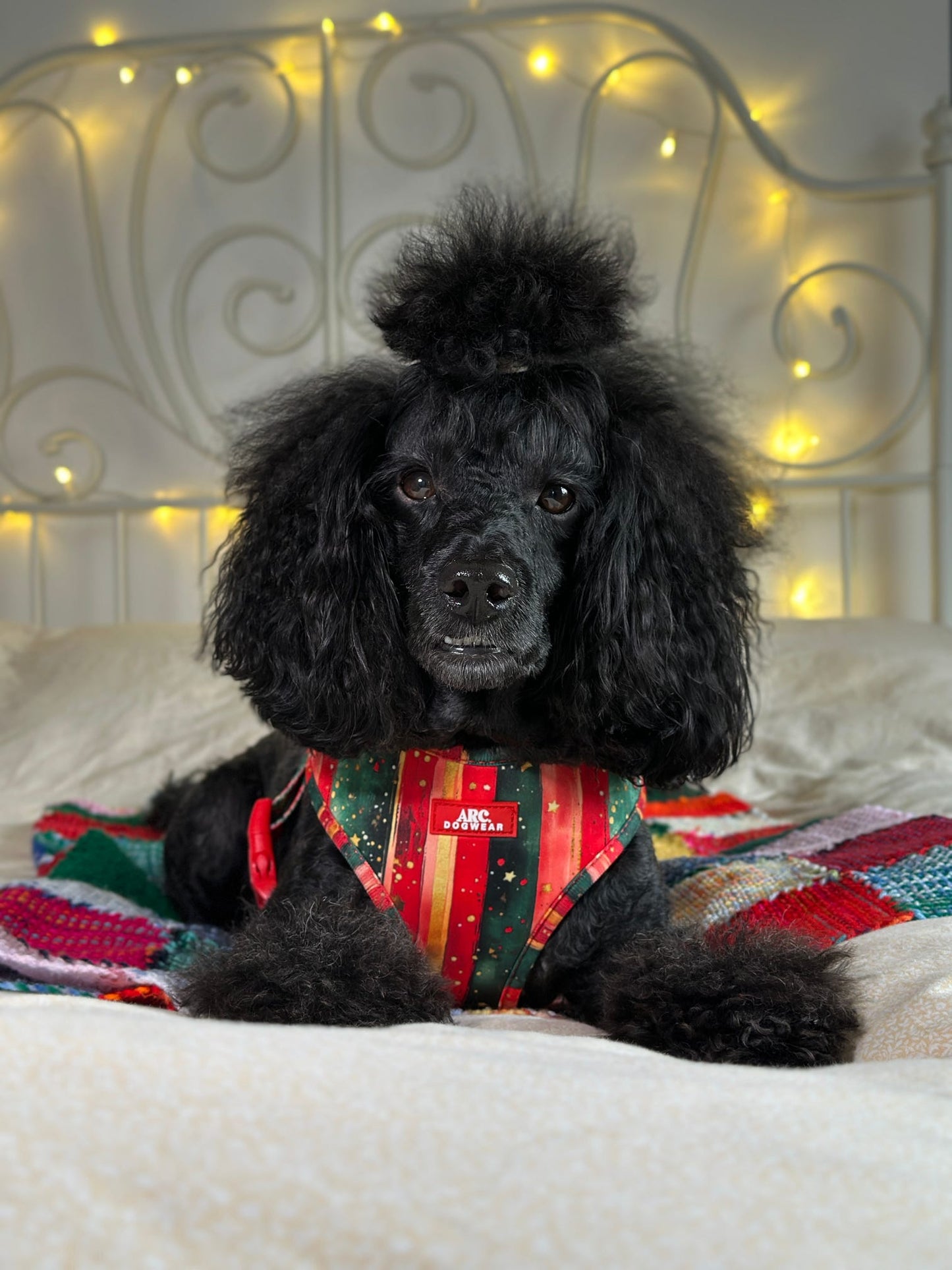 Starfall Adjustable Harness