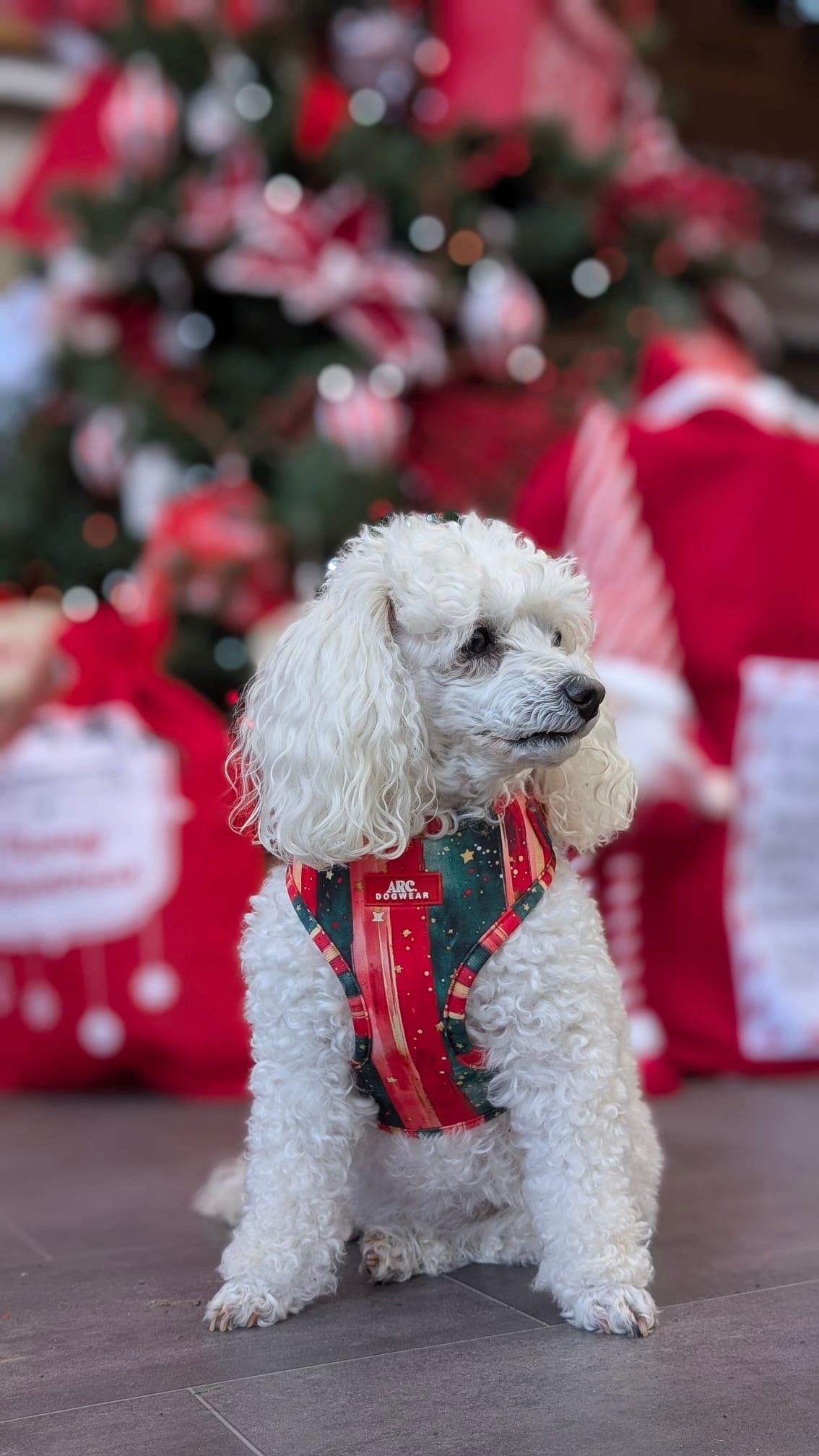 Starfall Adjustable Harness
