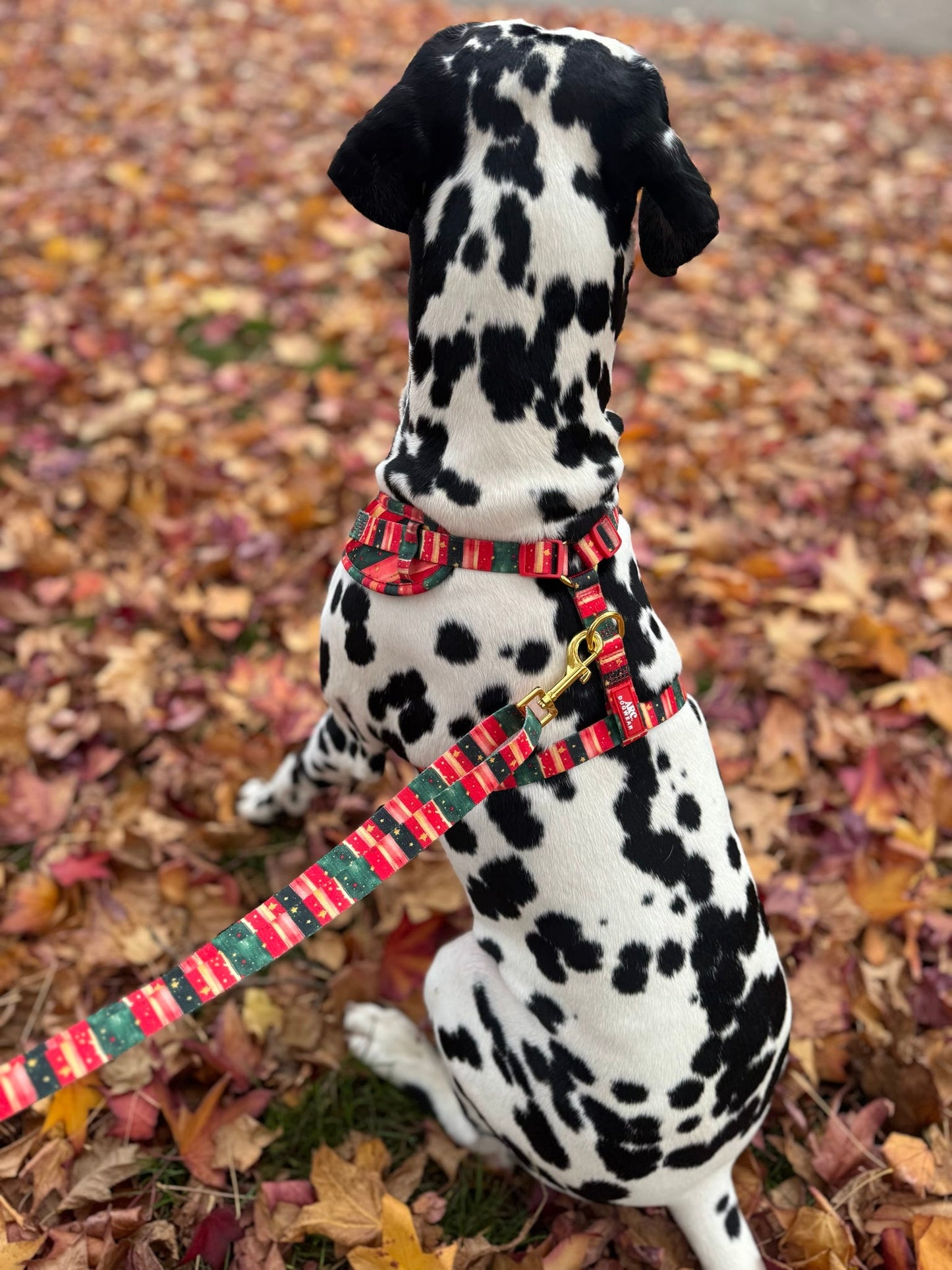 Starfall Adjustable Lead