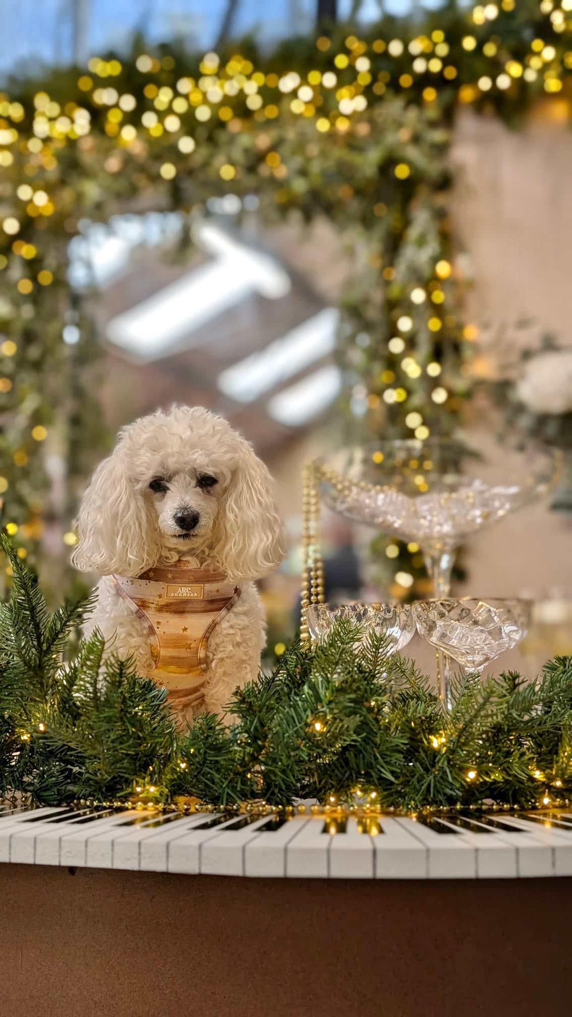 Starlight Adjustable Harness