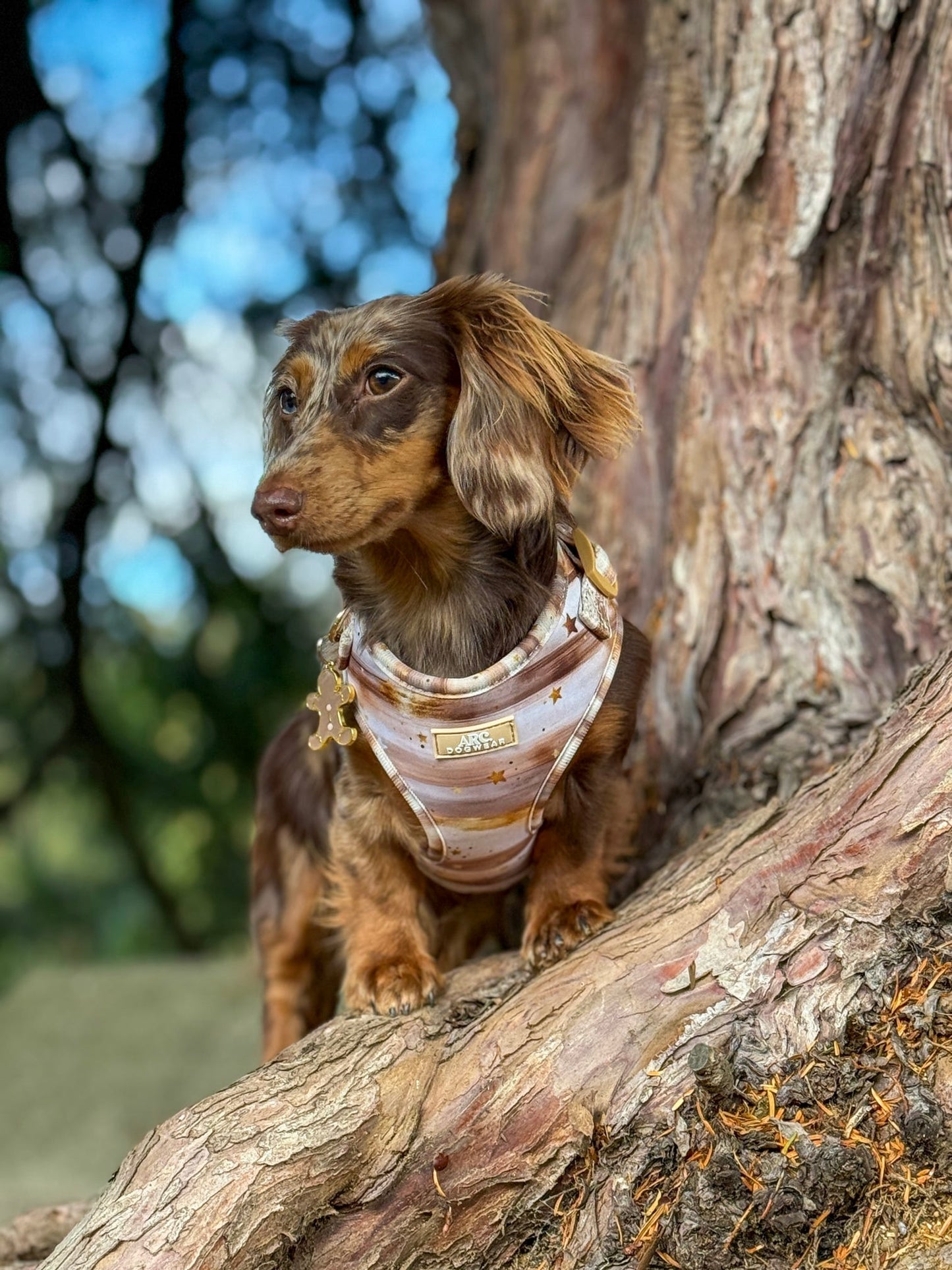 Starlight Adjustable Harness