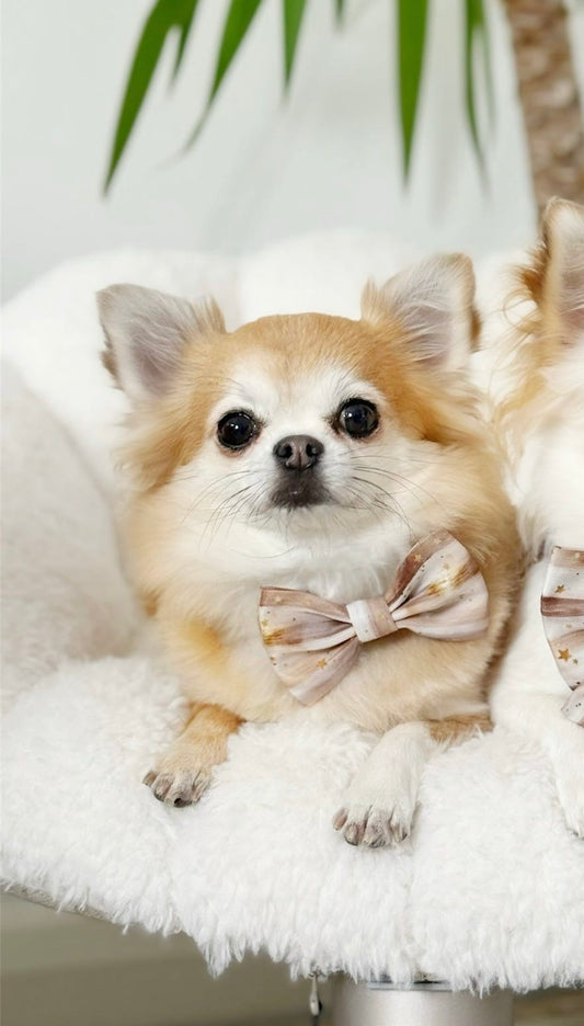 Starlight Bow Tie