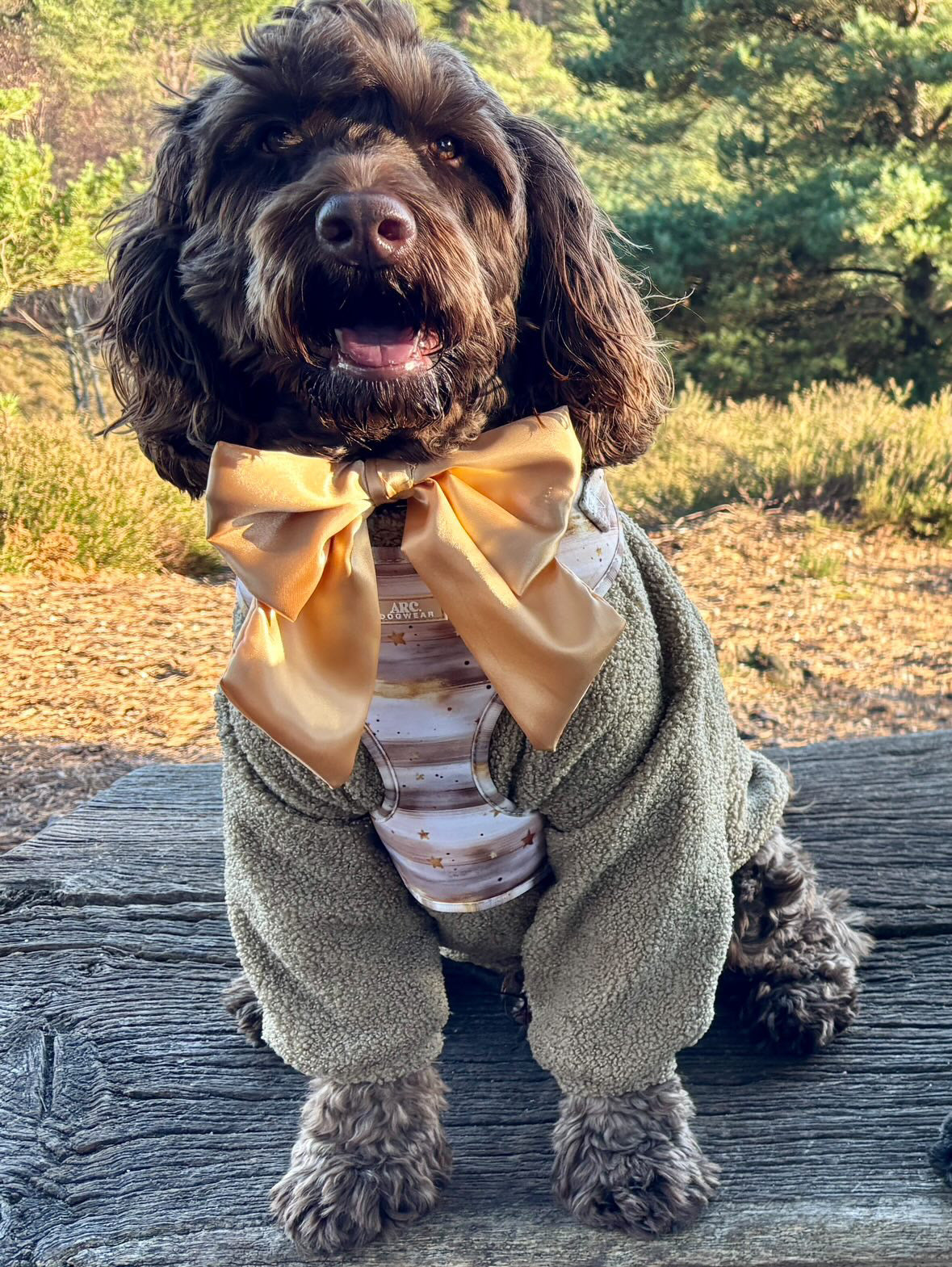 Starlight Adjustable Harness