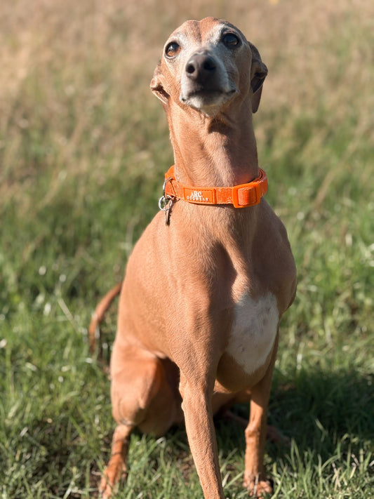 Solstice Adjustable Collar